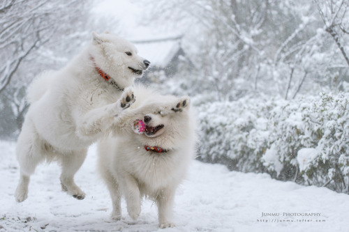 mingsonjia:Photoset of Samoyeds having fun in snow// from Chinese photographer junmu