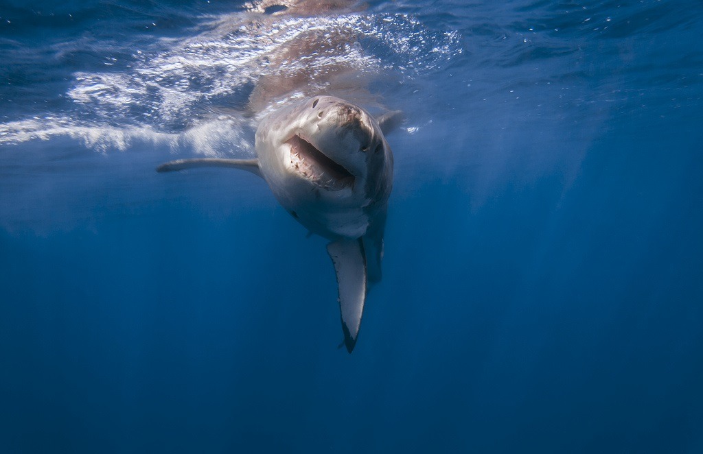 kingdomy:  George Probst - Great White Shark 