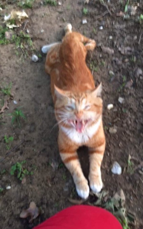unflatteringcatselfies:idk his name but he screm