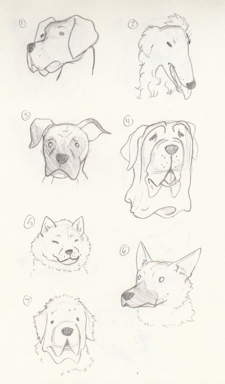 So I drew some dogs. Like, a lot of dogs. I took my big encyclopedia of dog breeds, flipped through 
