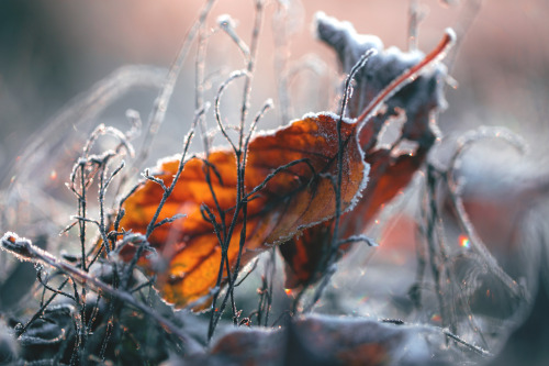 mushroom-fae: dennybitte: first light in frozen things by Denny Bitte