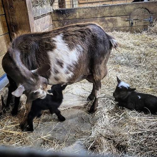 Lady had 2 girls & 1 boy! #nigeriandwarf #triplets #adorable #blackandwhite #babygoats #goatmilk