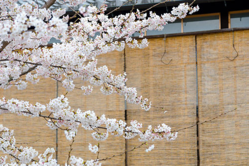 さくら - 祇園白川 ／ Gion Shira-kawa River by Active-U on Flickr.