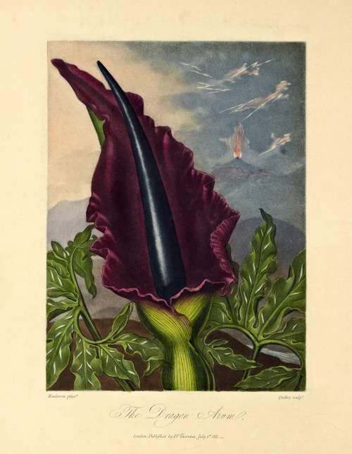 The Dragon Arum and other stunning 200-year-old illustrations of flowers inspired by Erasmus Darwin’s scandalous scientific poem introducing the sexual reproduction of plants.