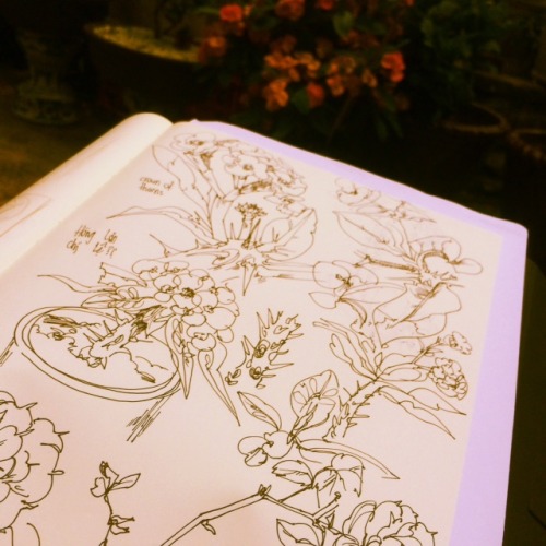 Instamamamagrams of doodles in my insect infested backyard :Y