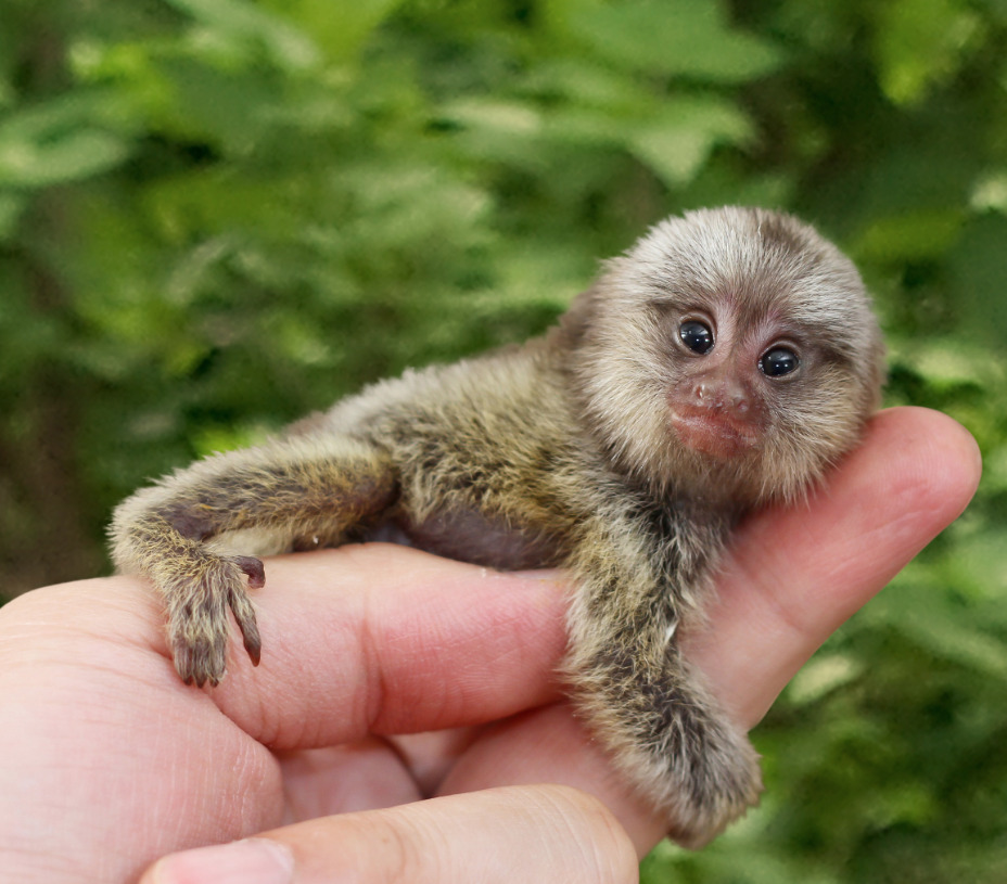 Pygmy Marmoset Pet Explore Tumblr Posts And Blogs Tumgir Pygmy Marmoset Pet Explore Tumblr Posts And Blogs Tumgir
