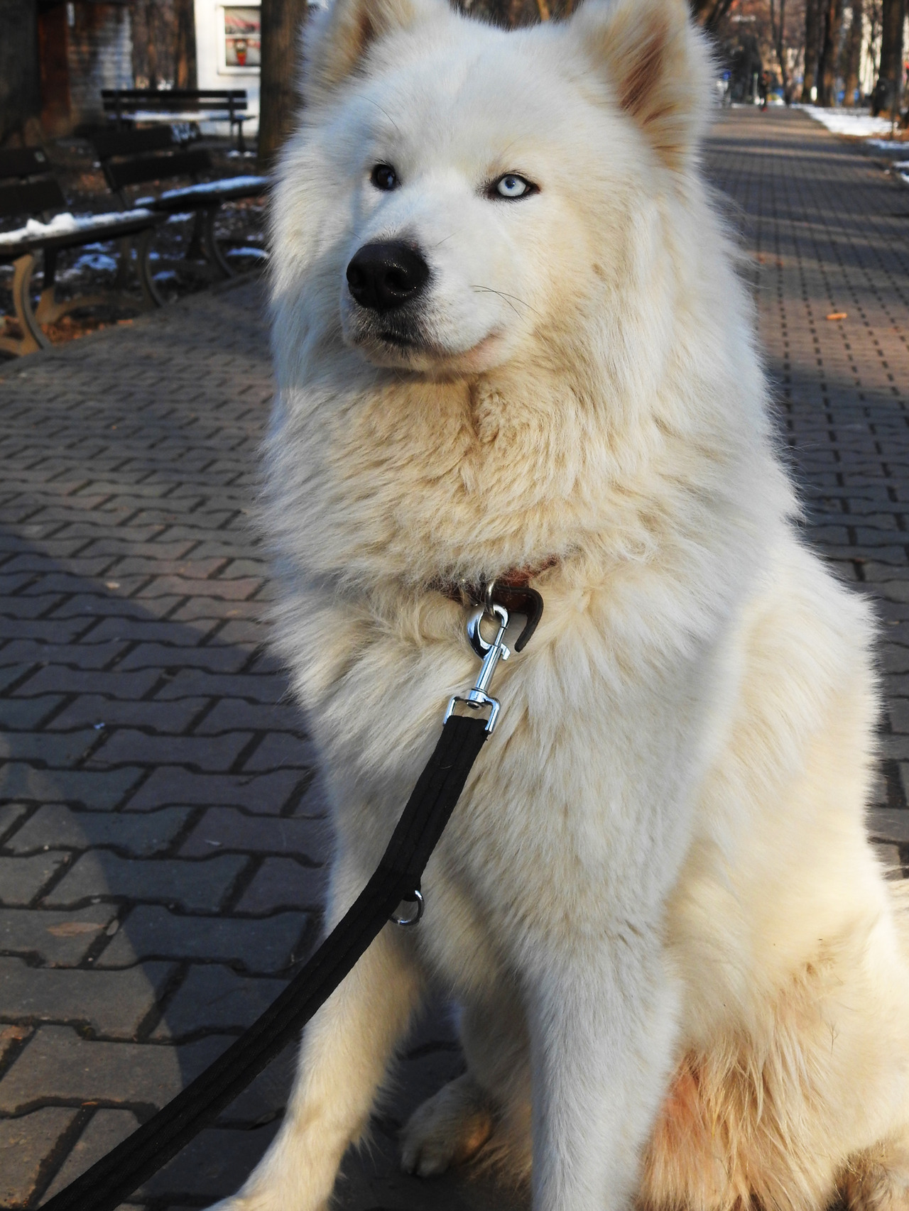 akita mixed with husky