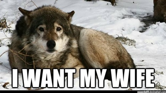 interruptingkau:  interruptingkau:  I am constantly feeling that “I don’t want to party I want my wife” meme but it doesn’t even need the top text I just want my wife  