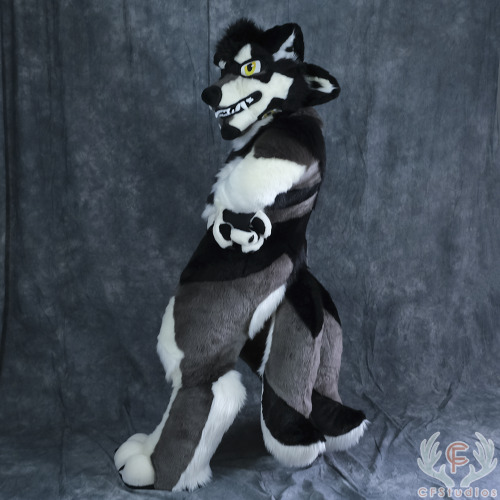 DOUBLE DOG FURSUIT FRIDAY!  Kodiak’s fullsuit has been completed! Two faces, two tails, four e