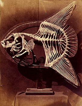 rad-roach:Good morning this is your periodic reminder that sunfish skeletons are complete nonsense