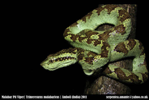 exotic-venom:(Trimeresurus malabaricus) Malabar pit viper Mainly hemotoxic,T. malabaricus is slo