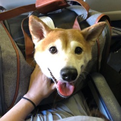 My sweet baby girl went on her first flight today! She hated her carrier but she did it! (at Phoenix Sky Harbor International Airport)