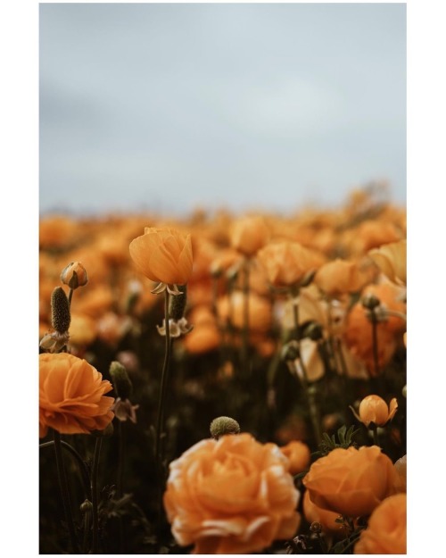 fleur-aesthetic:instagram | notestothewild 