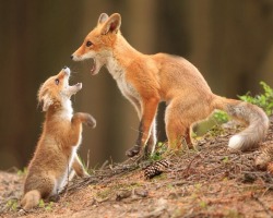 beautiful-wildlife:  Foxes by Helena Kuchynková 