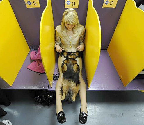 In honor of the Westminster Dog Show, one of my very favorite photos of from the past: Harley, a longhaired Dachshund, relaxes backstage at Madison Square Garden with handler Alex Davison in 2009 (Photo by Timothy Clary/AFP/Getty Images via LA Times)