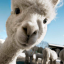 alpacalove5