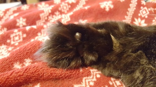 Sammy toe beans. So fluffy only 1 bean can be seen.(submitted by @wonderlanddreams13)