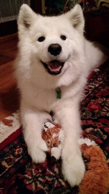 buffythesamoyed:  Merry Christmas to all!