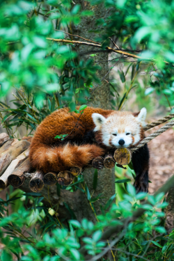 belovedgaia:  expressions-of-nature:  Snuggle by: David Kosmos Smith  - plants - nature -