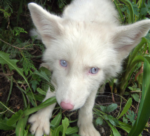 livingwithfoxesblog:  Miko showing off his beautiful blue eyes!