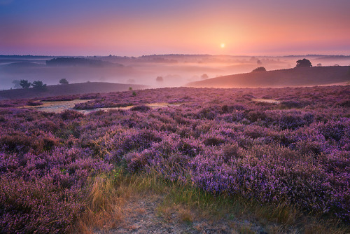 ponderation:A Purple Dream by Albert Dros