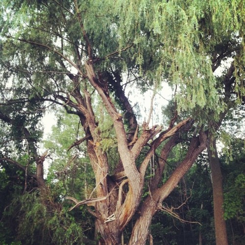 #weepingwillow #tree #nature