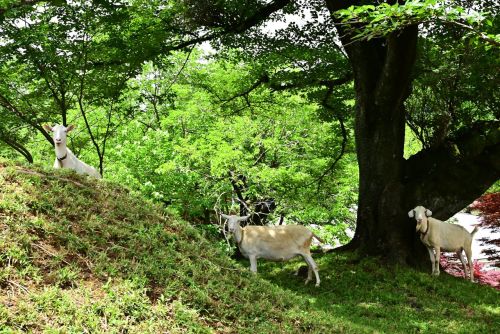 A trio of goats—Isoko, Kasumi, and Yū—groom the grounds of the Shimada Ryōiku Center, an assisted li