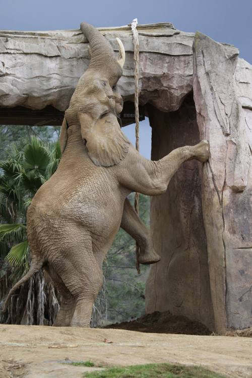 When you know the good snacks are hidden on the top shelf.
Photo by Audra Morris