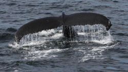 csnews:   Humpback whale song changes every