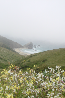 expressions-of-nature:  Point Reyes, CA by