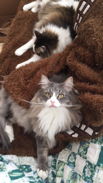 catladychronicles: The Jedi’s on their favorite Chewie robe ❤