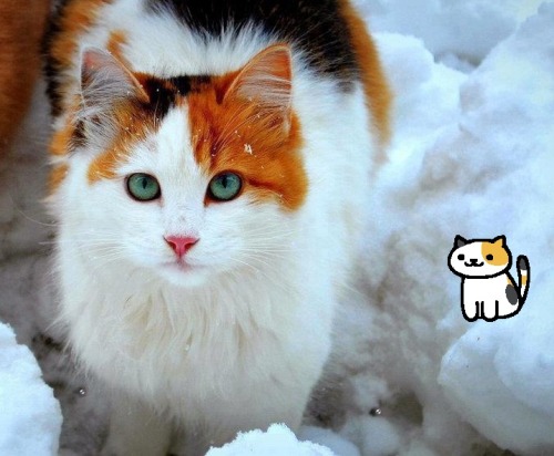 masterkvothe: coffeeofthelord: slytherinlynx: Real Neko Atsume Cats  I know there’s alrea