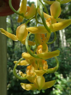 orchid-a-day:  Gongora galeata (yellow)Syn.: Too many to list!July 28, 2018 