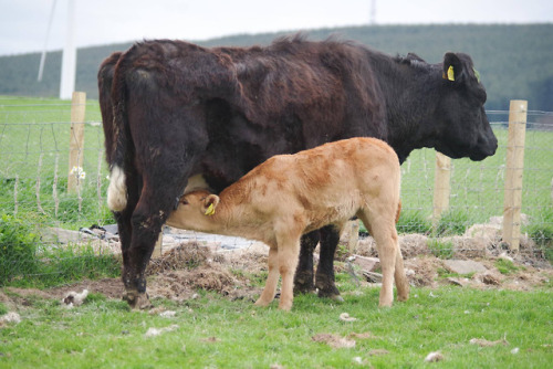 @thejunesky there’s a calf party at the back fence this evening! That second person is a 