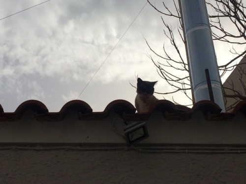 floatingcupcakes:CATS from my trip to Greece so far! They are all sweet babies@mostlycatsmostly