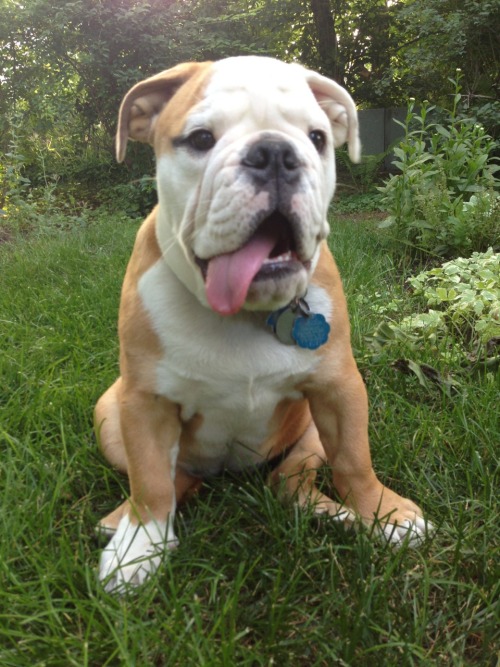 cloverthebulldog: I spent sometime with my grandparents this past weekend. I really enjoyed playing