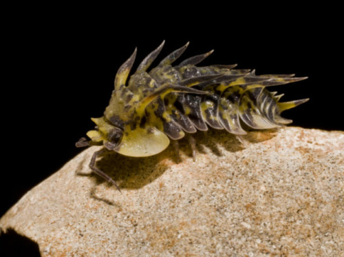 sequoiaofeorzea: bowelflies: cuban spiny isopods, Pseudarmadillo assoi Omg it’s the last livin