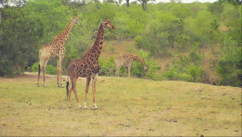 Beautiful giraffes in Nkorho Pan, South AfricaImage by: Shelby via WildSouls