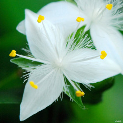 blooms-and-shrooms:Hearts by Cold’s Eye on Flickr.