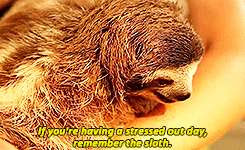 kpredheart:  snazziest:  sloths gmh  give me one 
