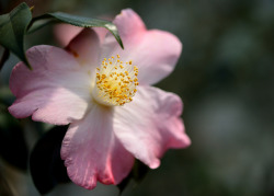 blooms-and-shrooms:  Camellia japonica by myu-myu on Flickr.
