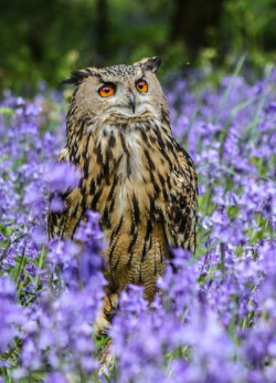 kingdom197:   Eagle Owl | by  Garry Chisholm