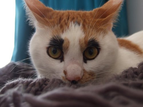 awwcutepets:My friend’s cat has bushy eyebrows