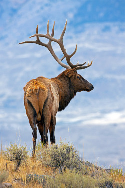 10bullets:  Yellowstone 6-point Elk by Stephen