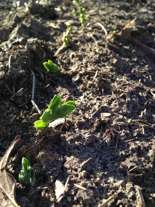 roritx: Life of my Snow Peas