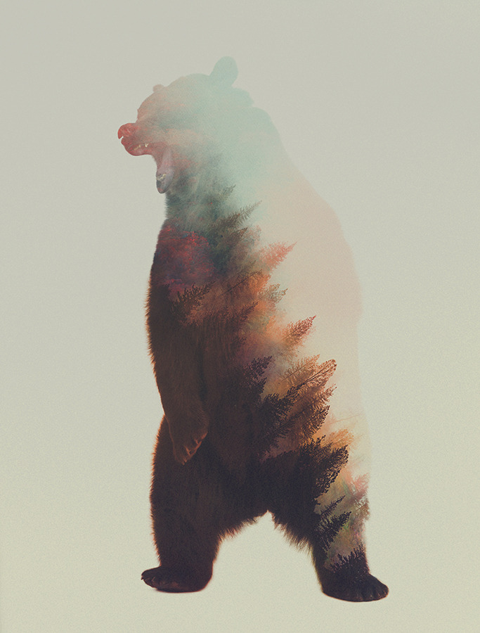 artbylie:  Norwegian Woods by Andreas Lie 