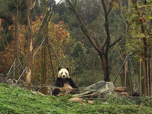 poppystrawberries:One of my friends travelled to China and she went to Chengdu, hometown of Giant Pa