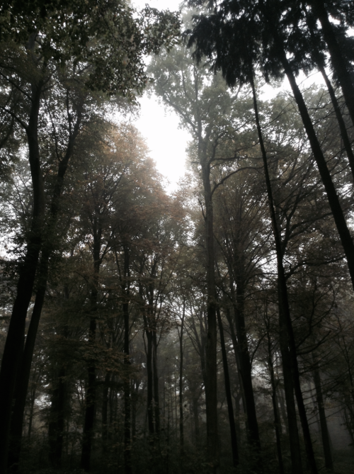 eumycota:  The trees looked beautiful with the mist surrounding them