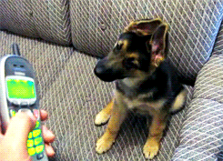 When you have to take your Pup or boy’s cell phone away from him so he can focus.