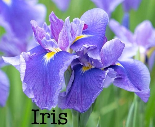 Alright (cracks Knuckles) Time To Look Up What Flowers Mean.
